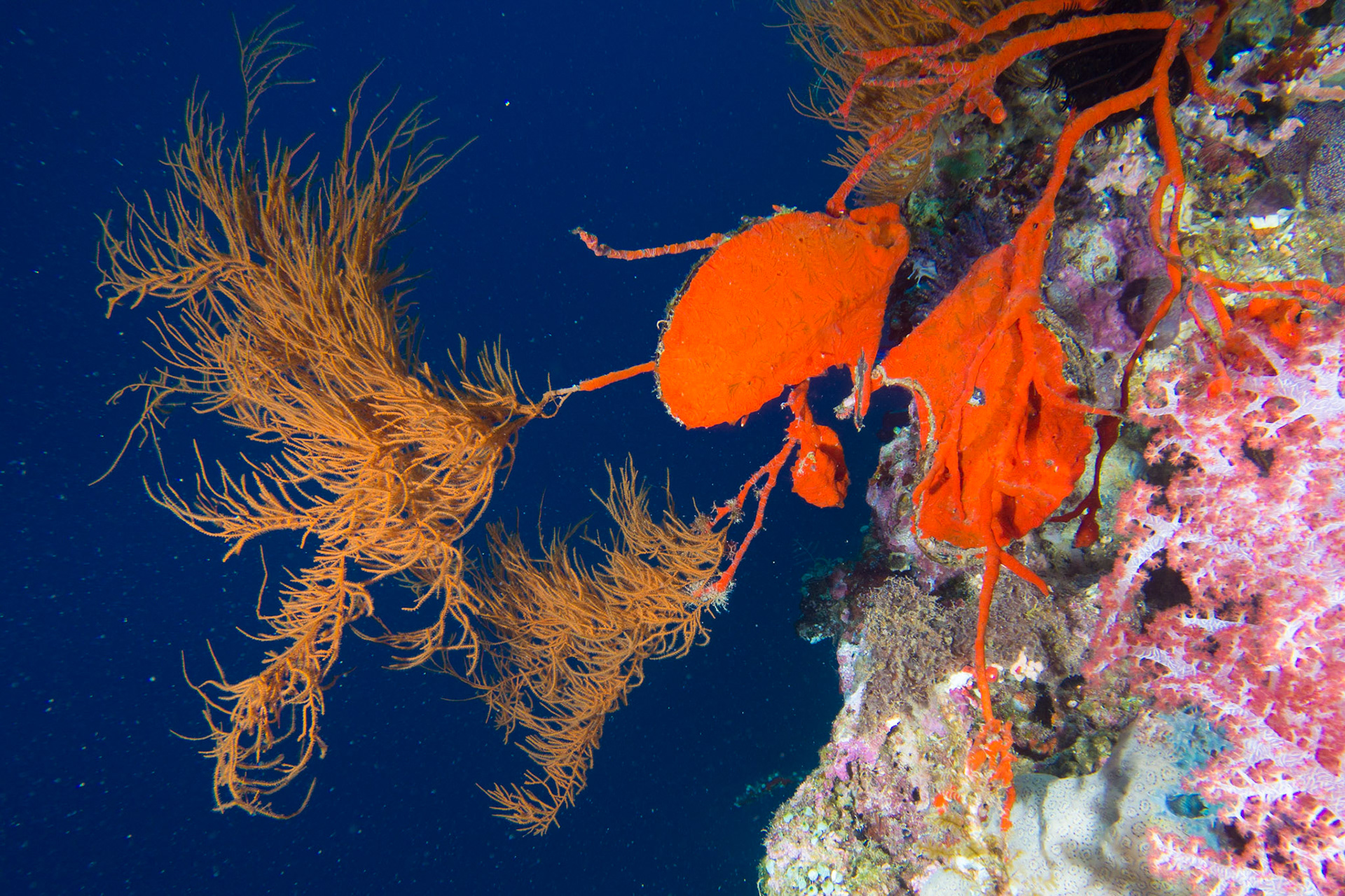 Black Corals and Common Wing Oyster
