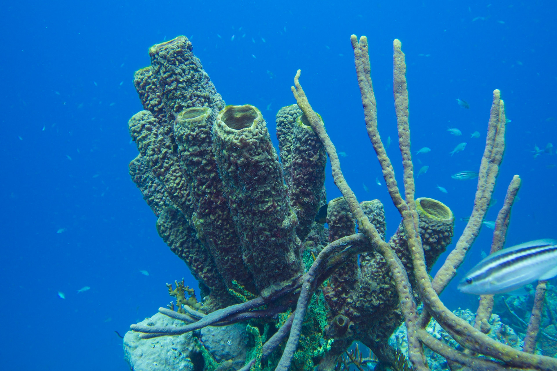 Convoluted Barrel Sponge