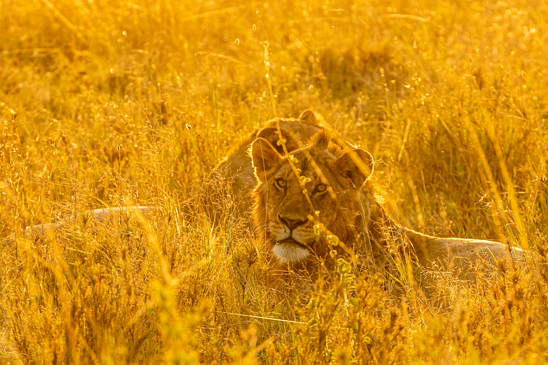 A pair of lions in the morning sun