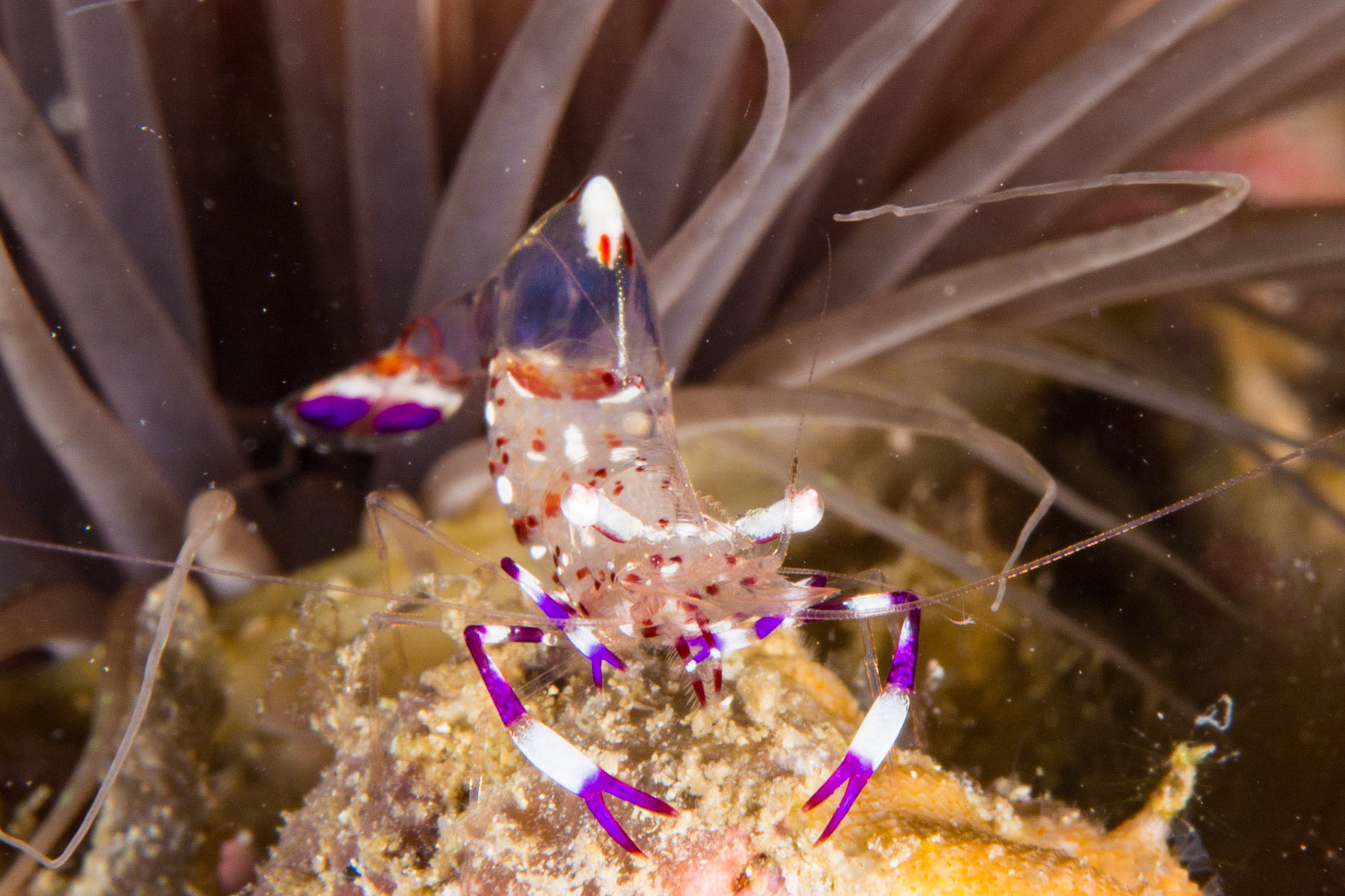 Holthuis' Anemone Shrimp