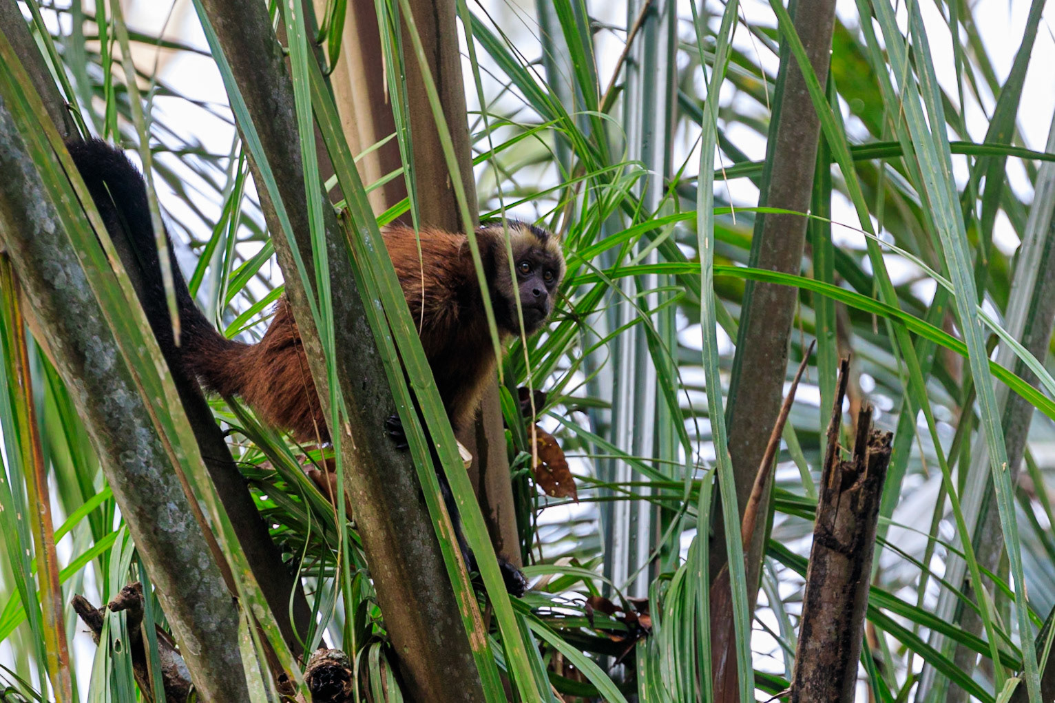 Tufted Capuchin