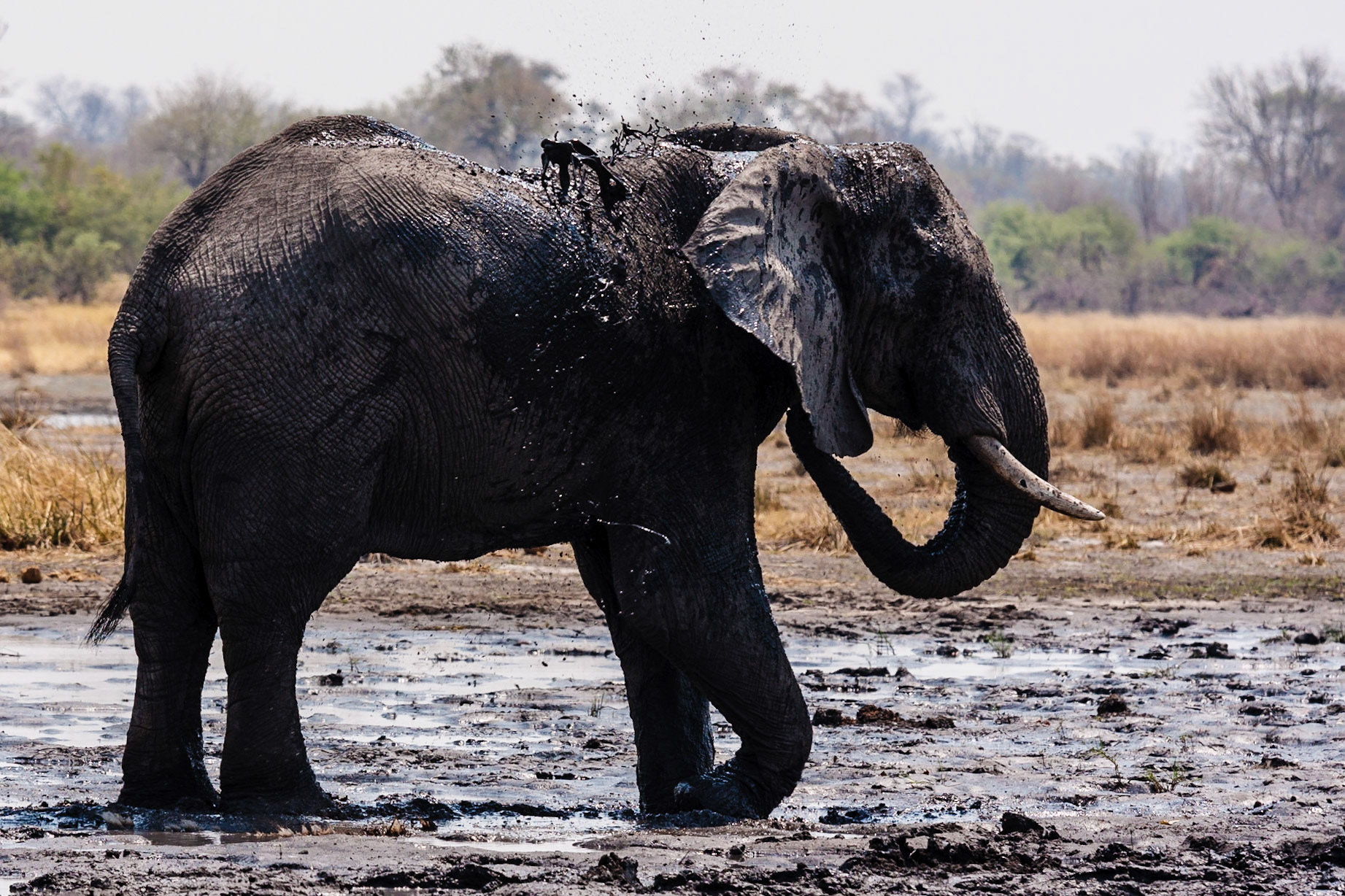 African Elephant taking a mudbath