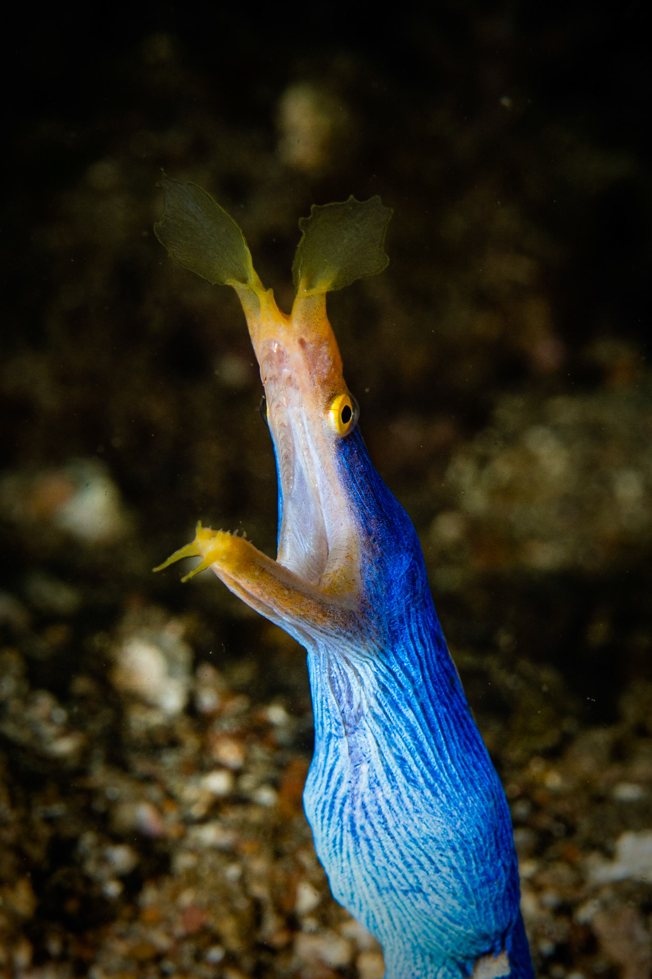 Ribbon Eel