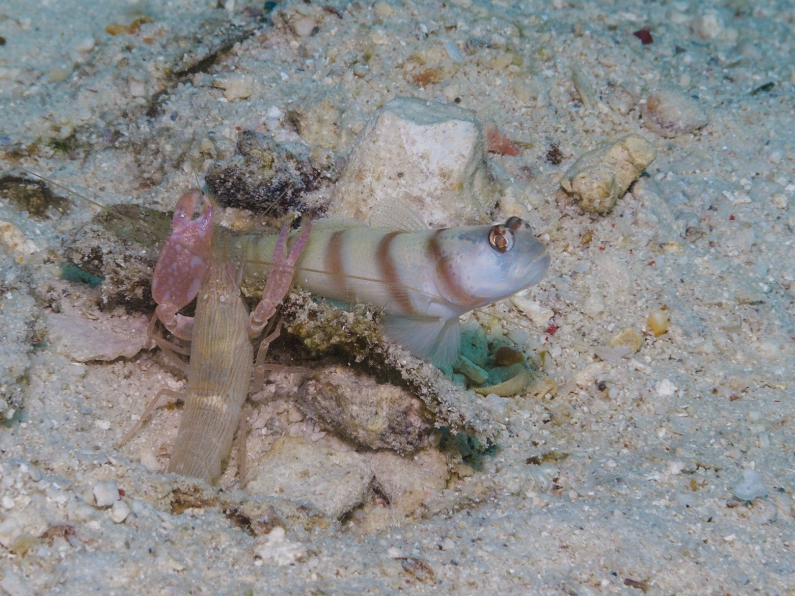 Alpheus shrimp and  Steinitz' Shrimpgoby
