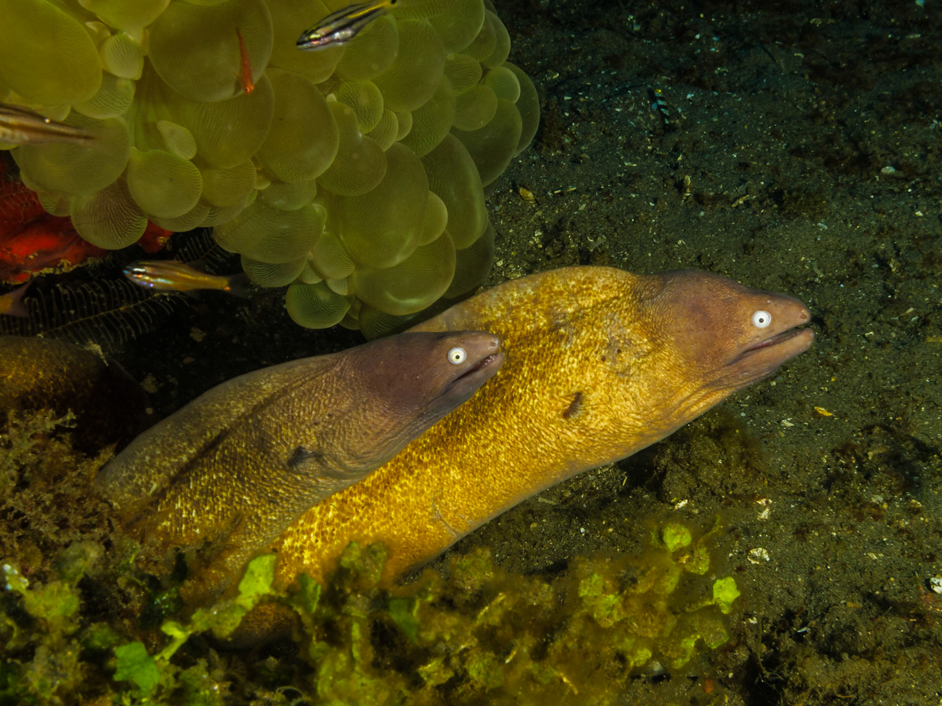 White-eyed Moray
