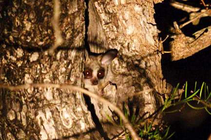 Southern Lesser Galago