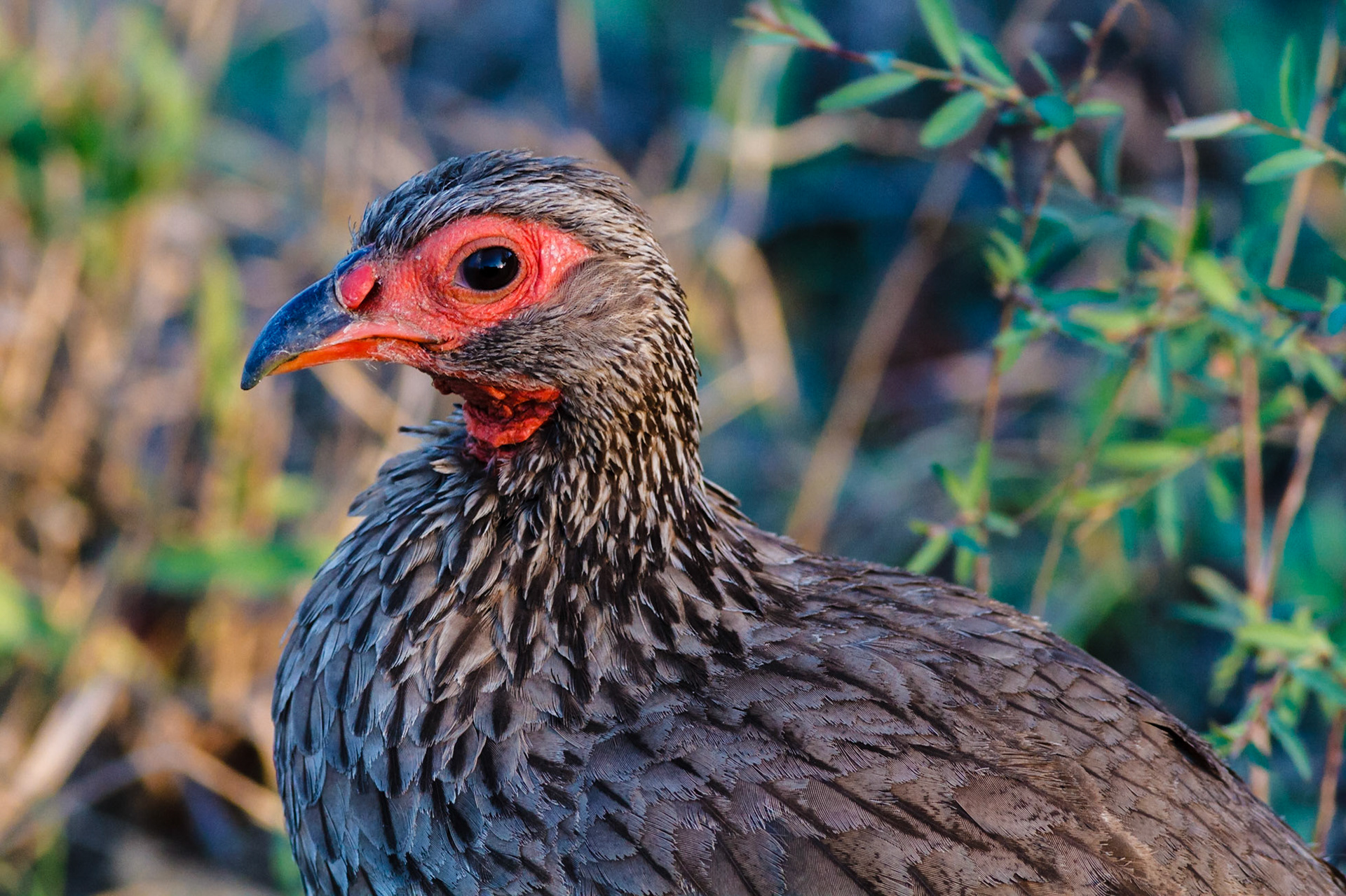 Swainson's Spurfowl