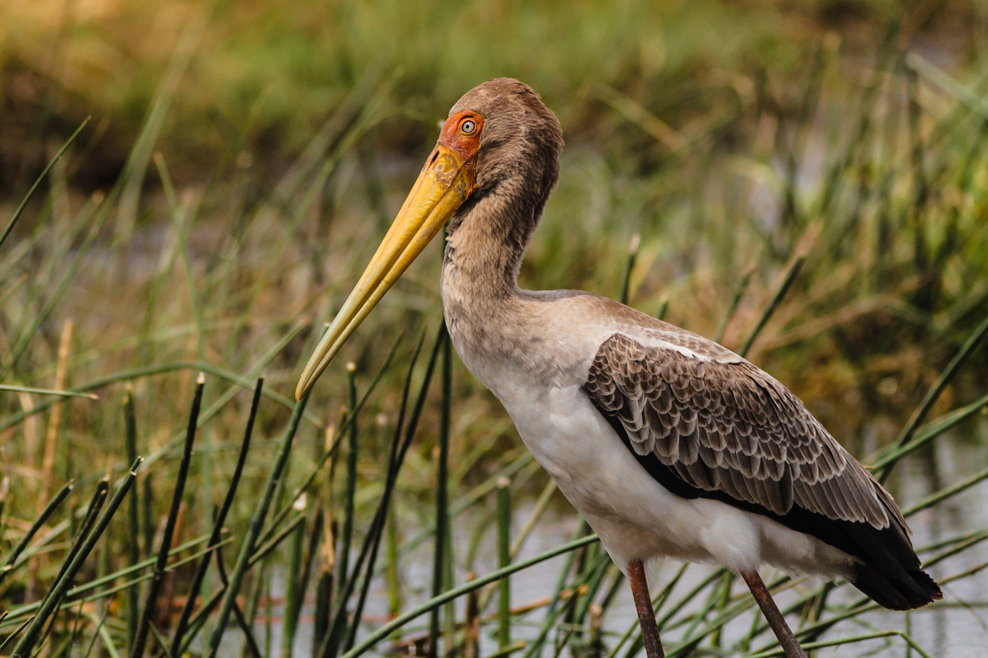 Yellow-billed Stork