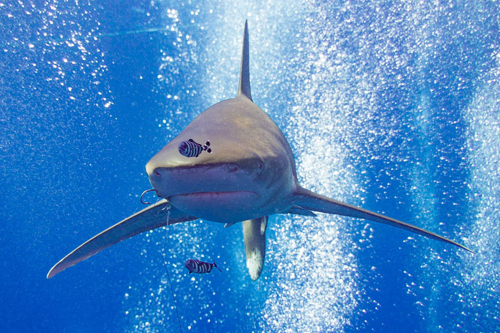 Longimanus (Oceanic White Tip Shark) crusing above Elphinstone South plateau