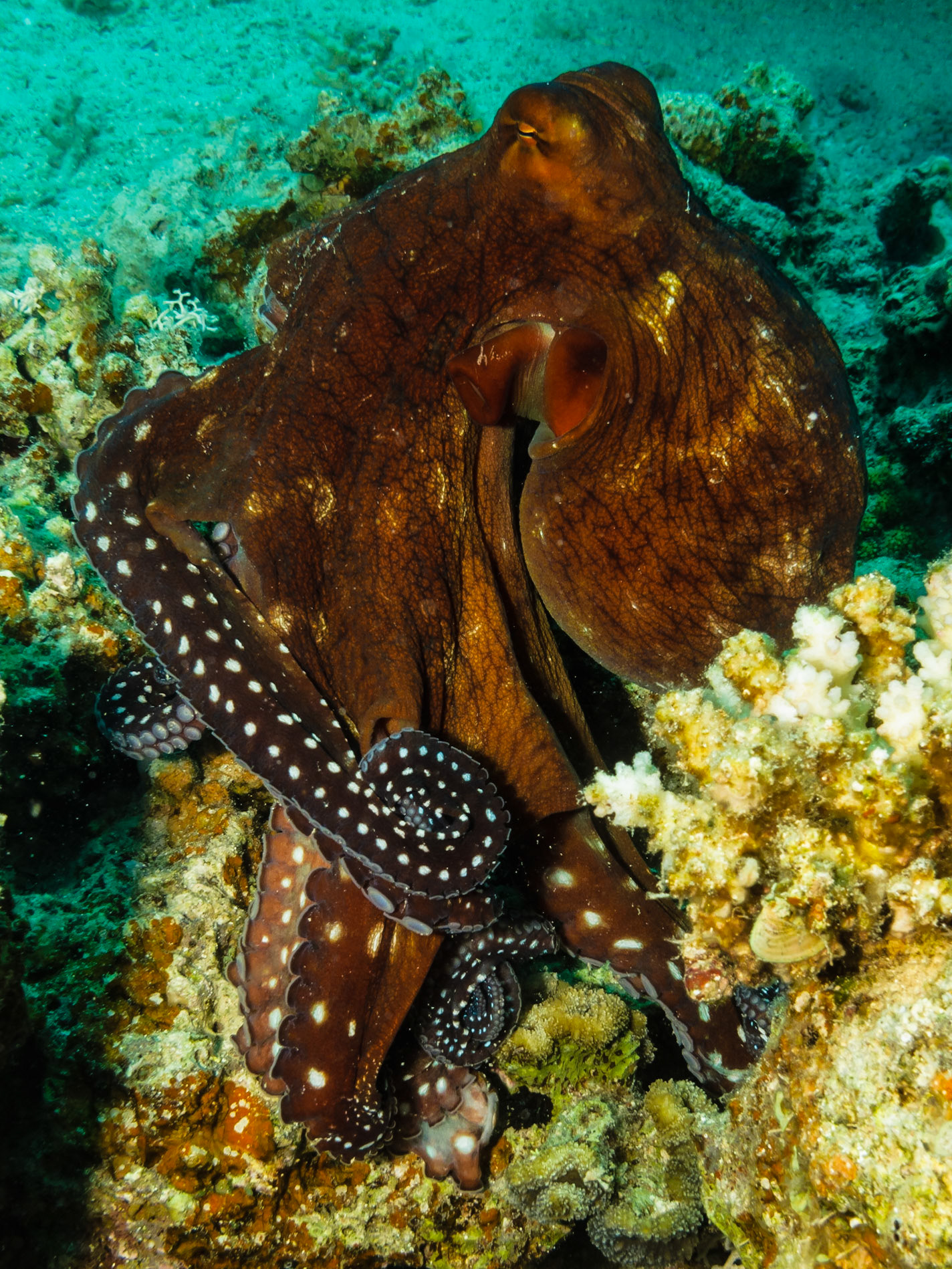 Reef Octopus