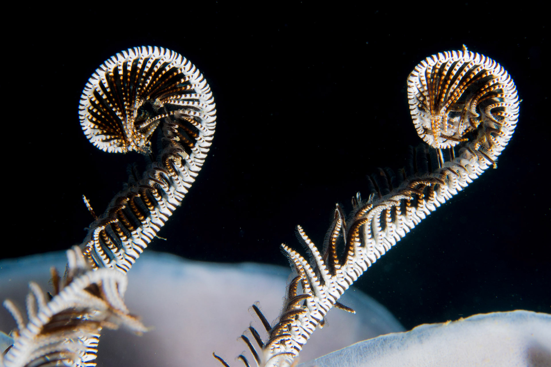 Crinoids and Feather Stars