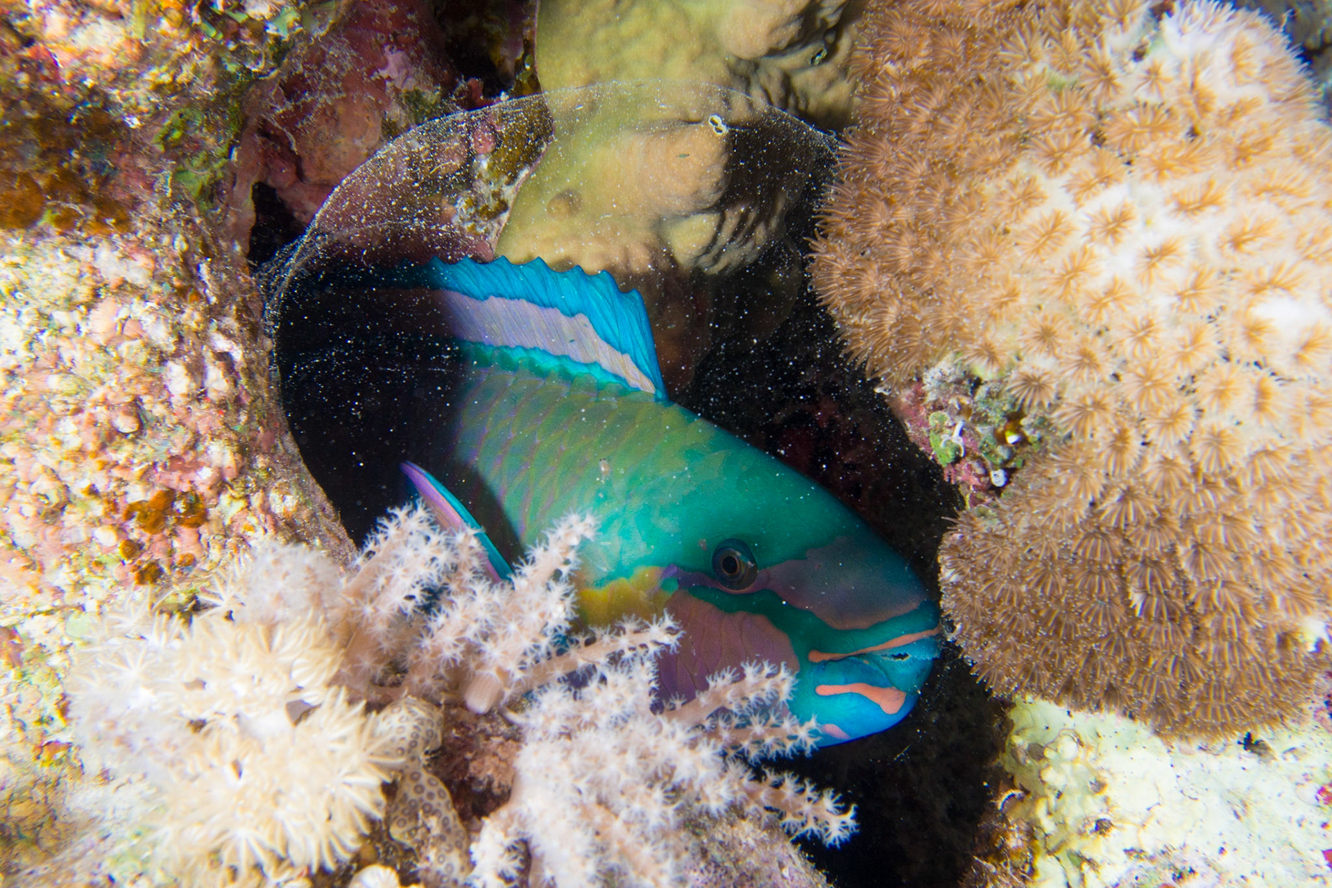 Bullethead Parrotfish