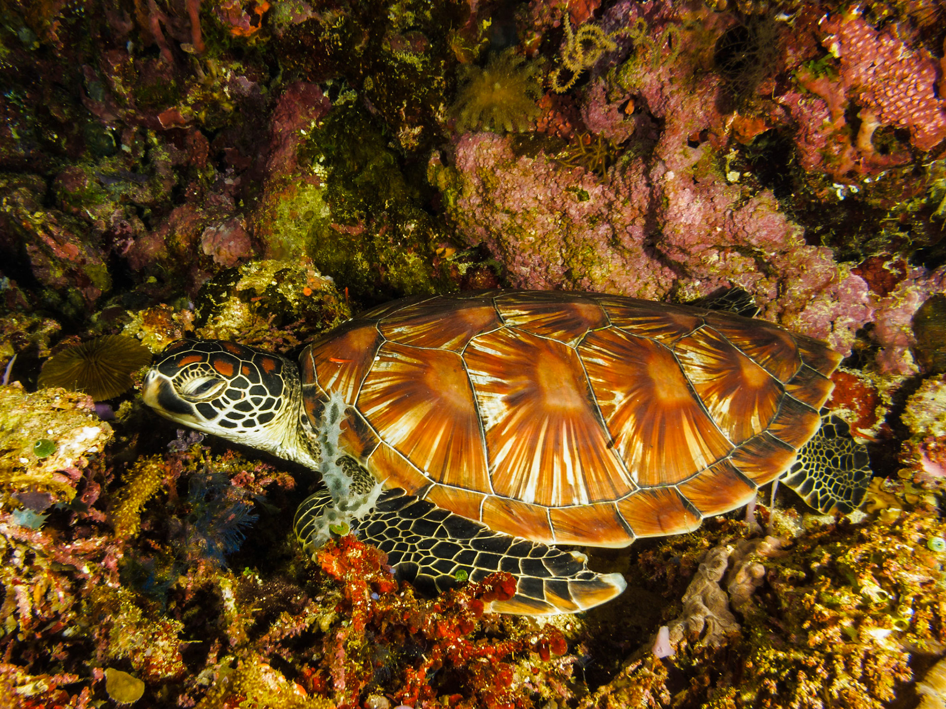 Green Turtle