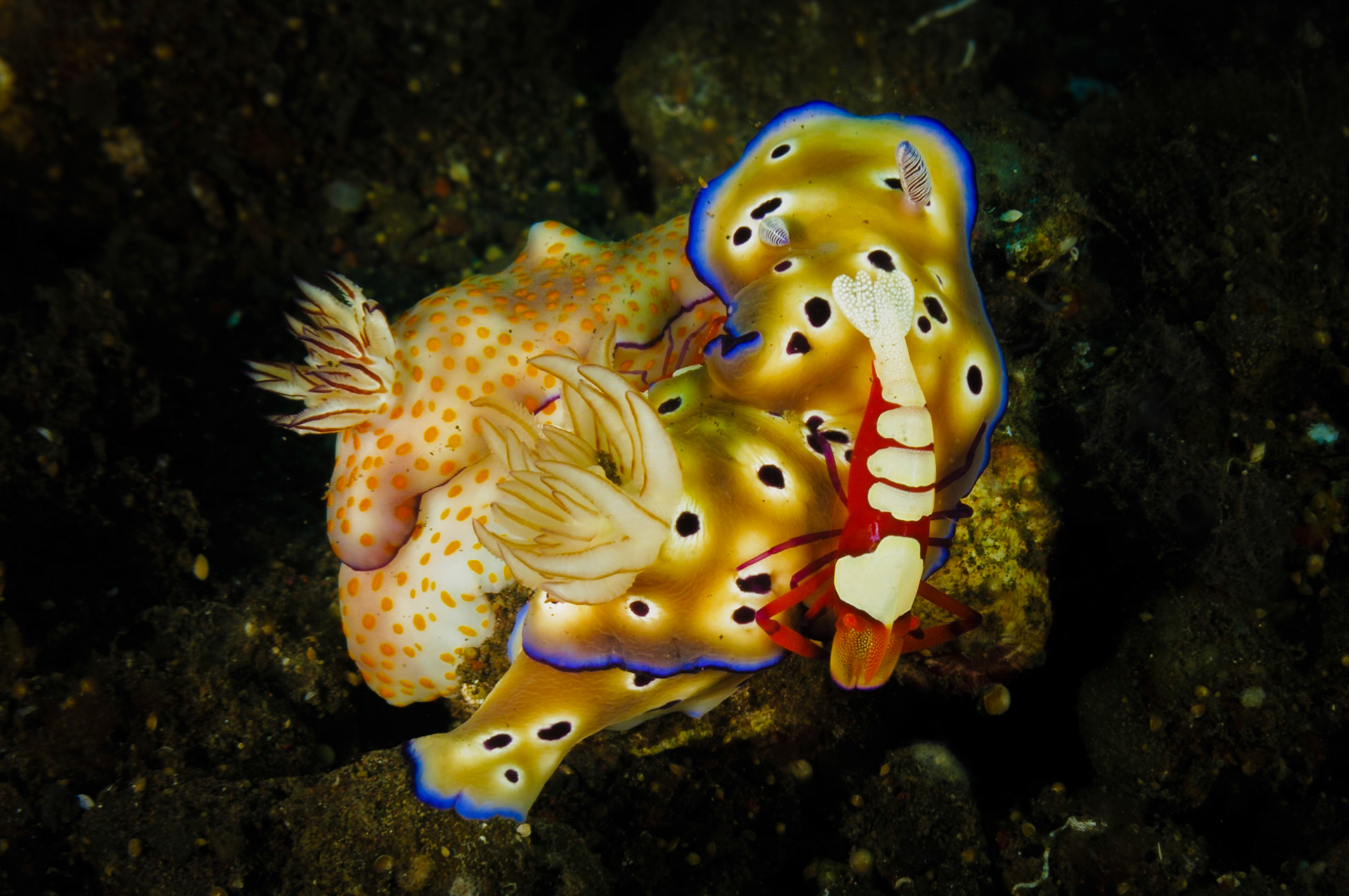 Emperor Shrimp with Risbecia pulchella and Risbecia tryoni