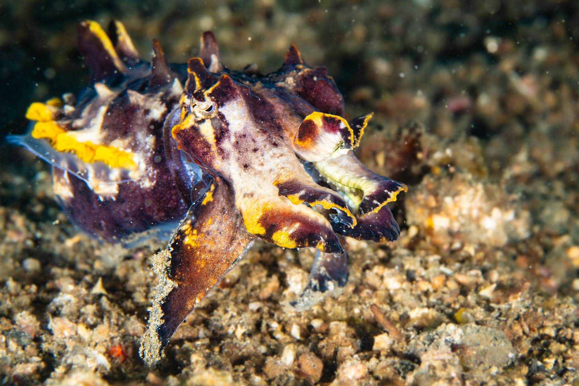 Flamboyant Cuttlefish