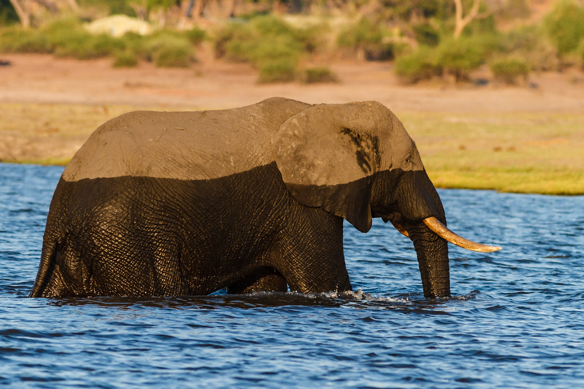 African Elephant