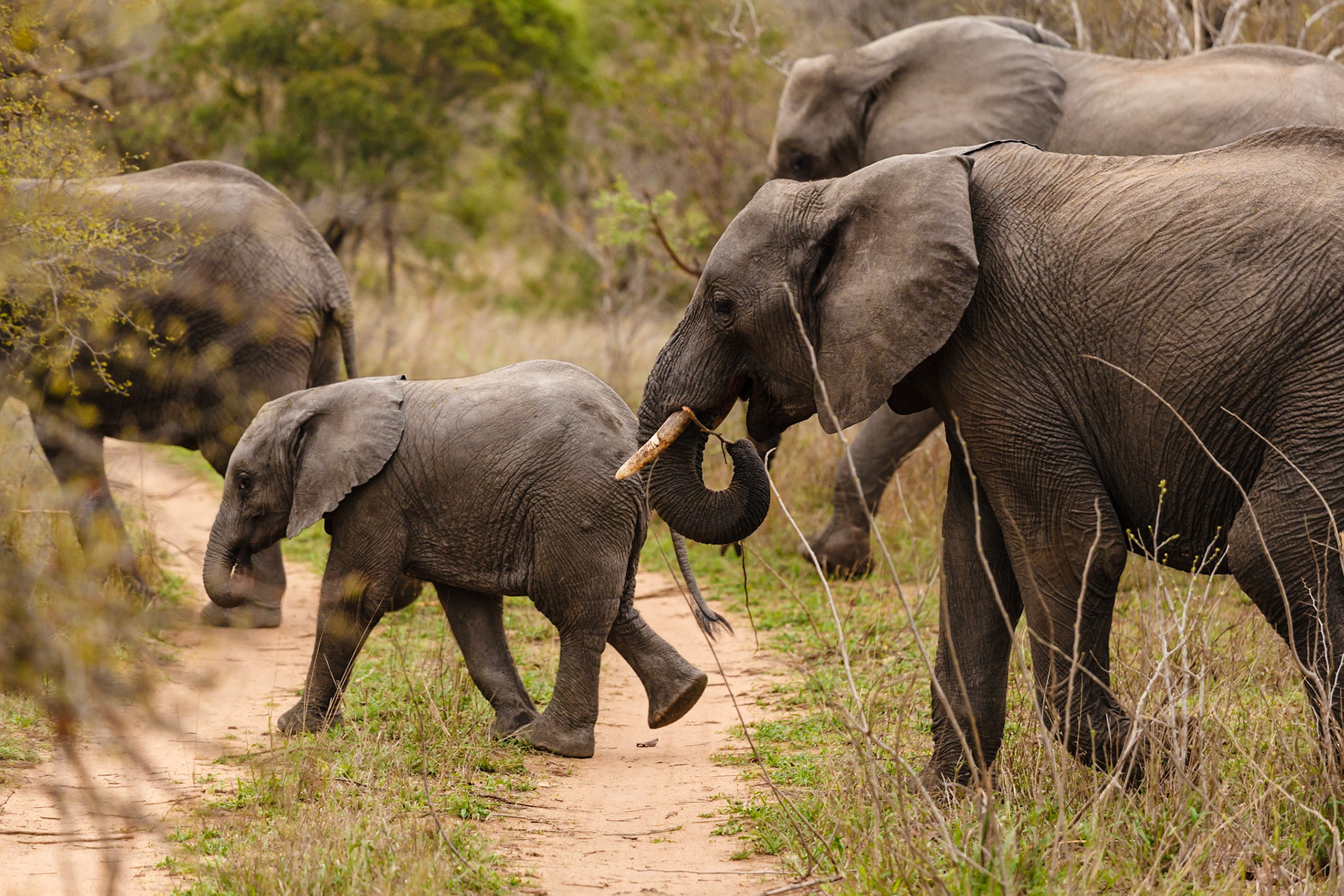 African Elephant