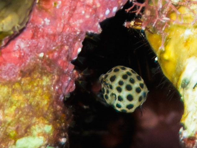 Spotted Trunkfish