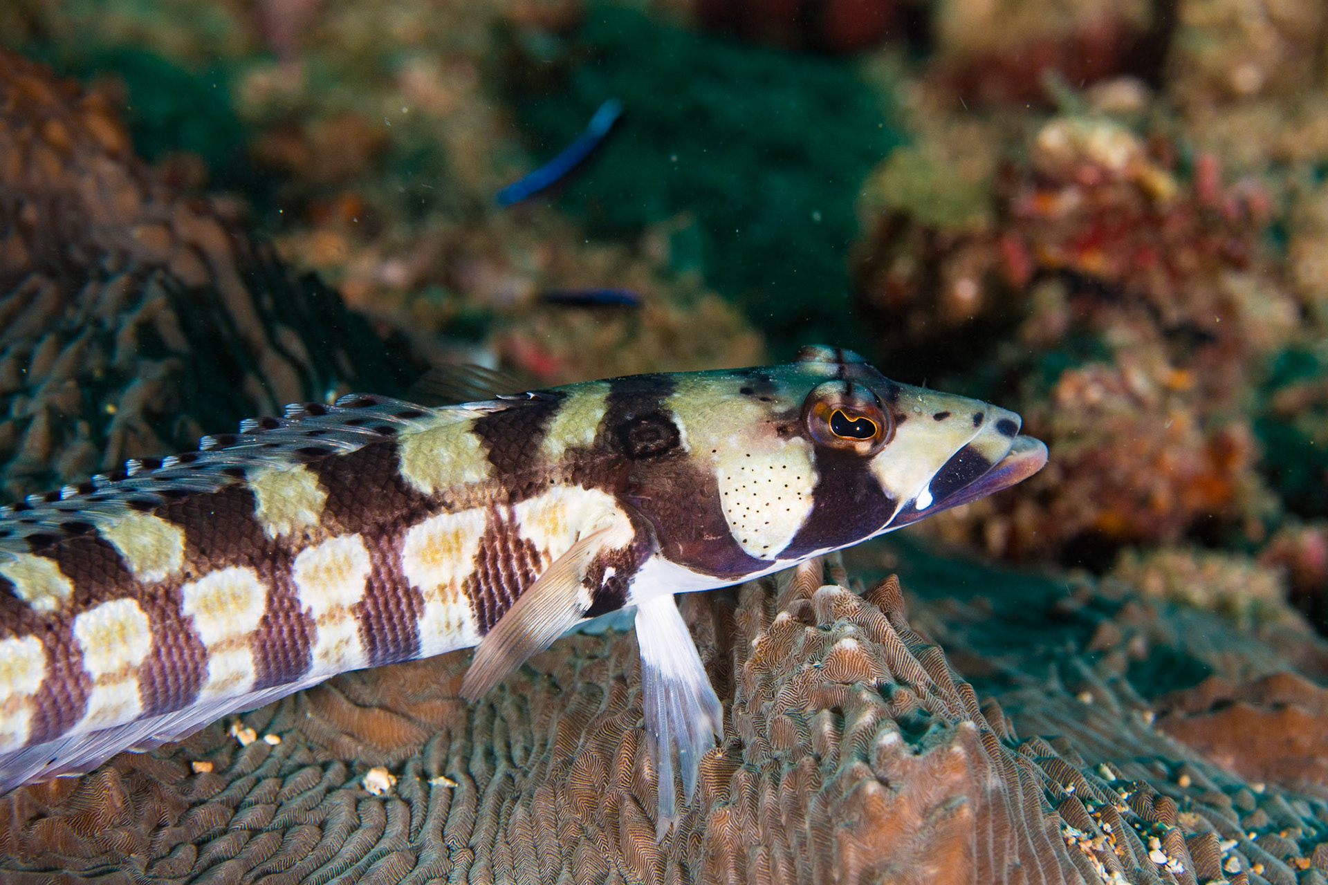 Reticulated Sandperch