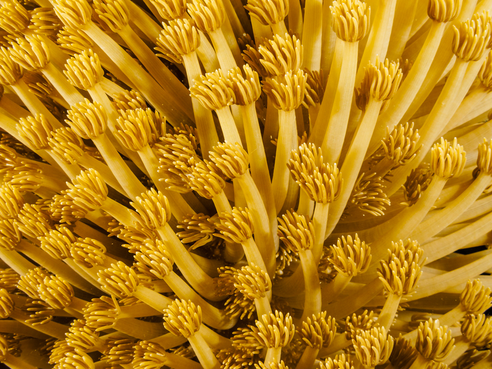Goniopora coral