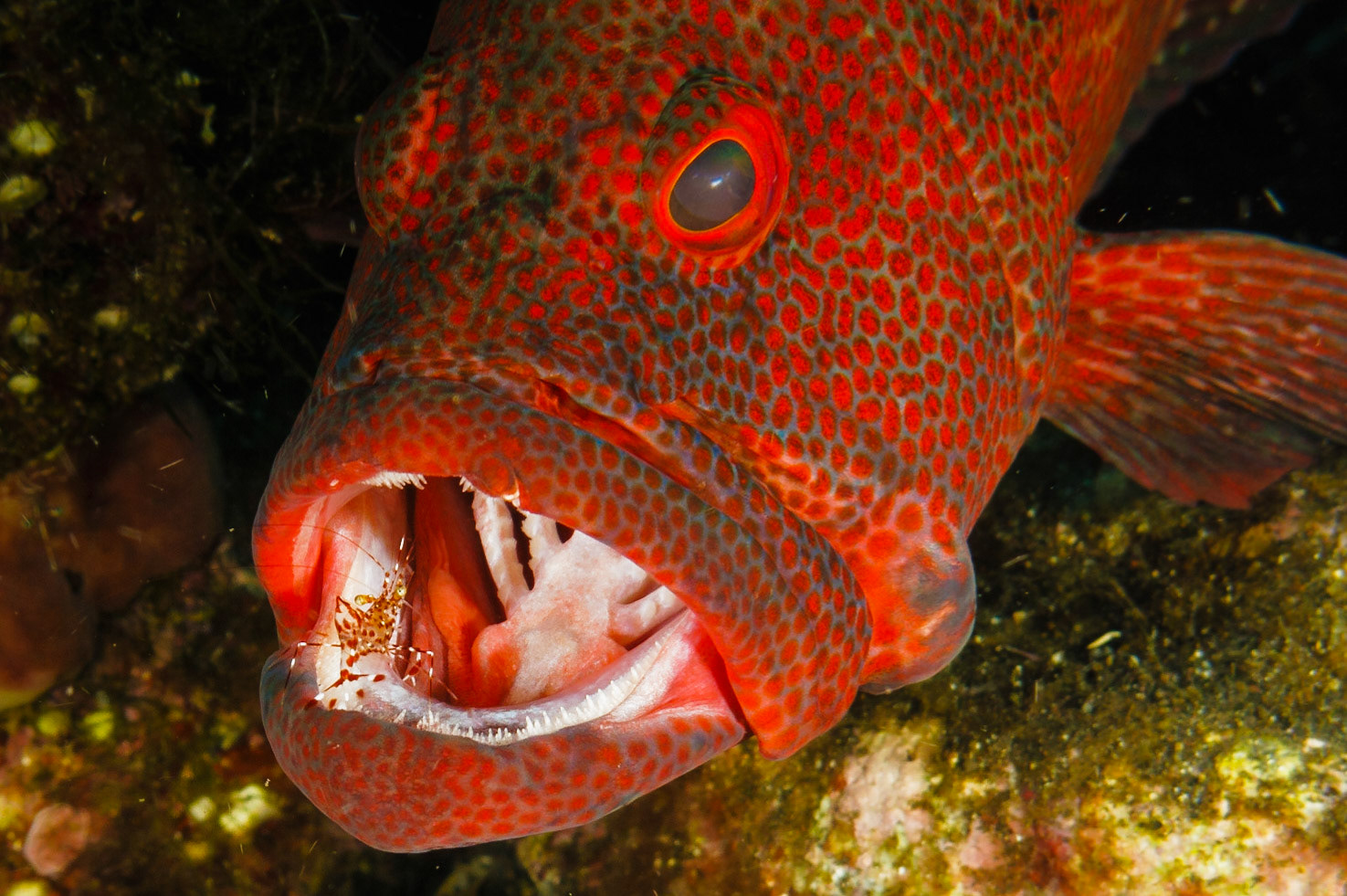 A Tomato Grouper having its mouth cleaned by a Urocaridella sp. shrimp