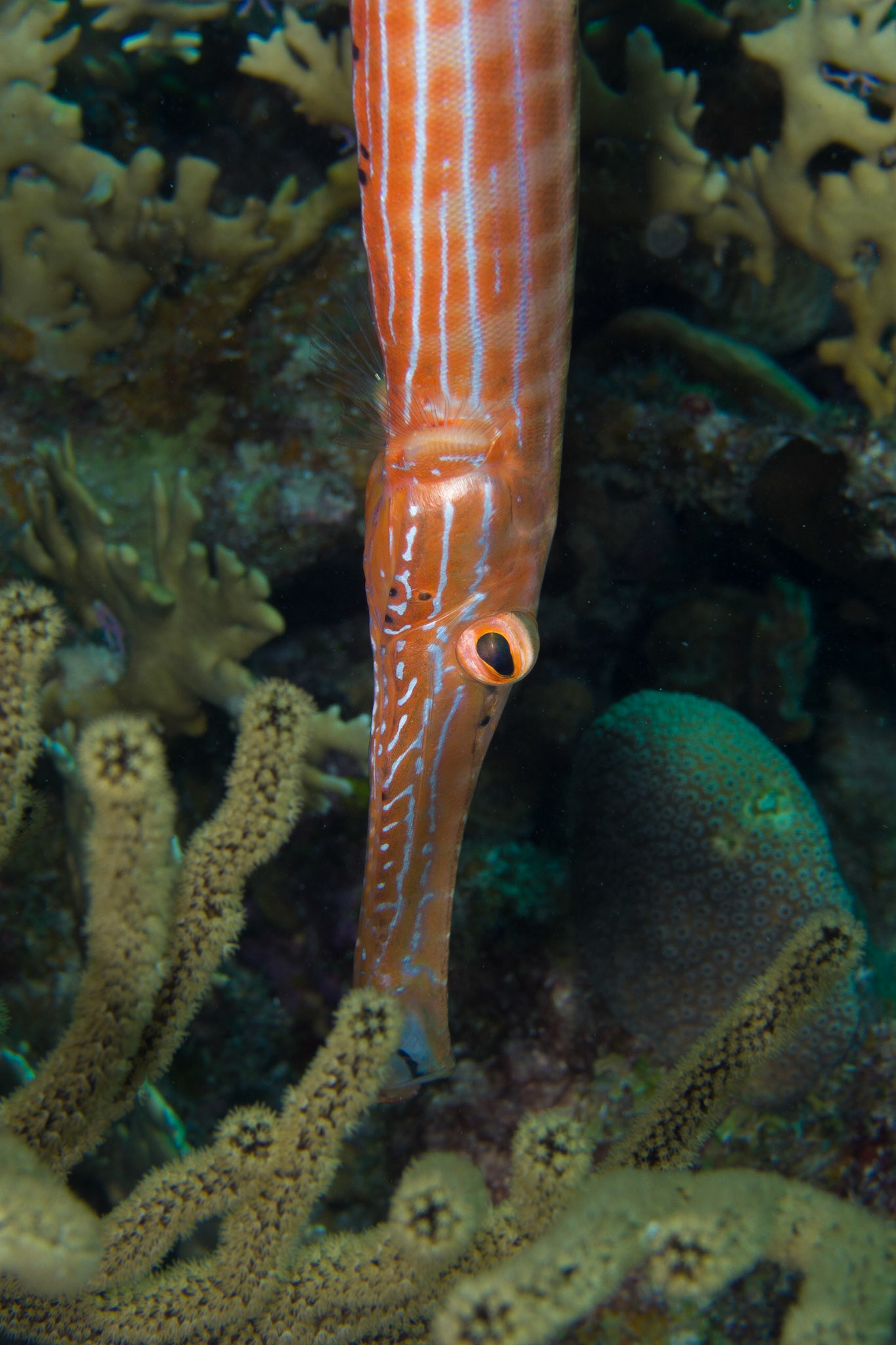 Trumpetfish