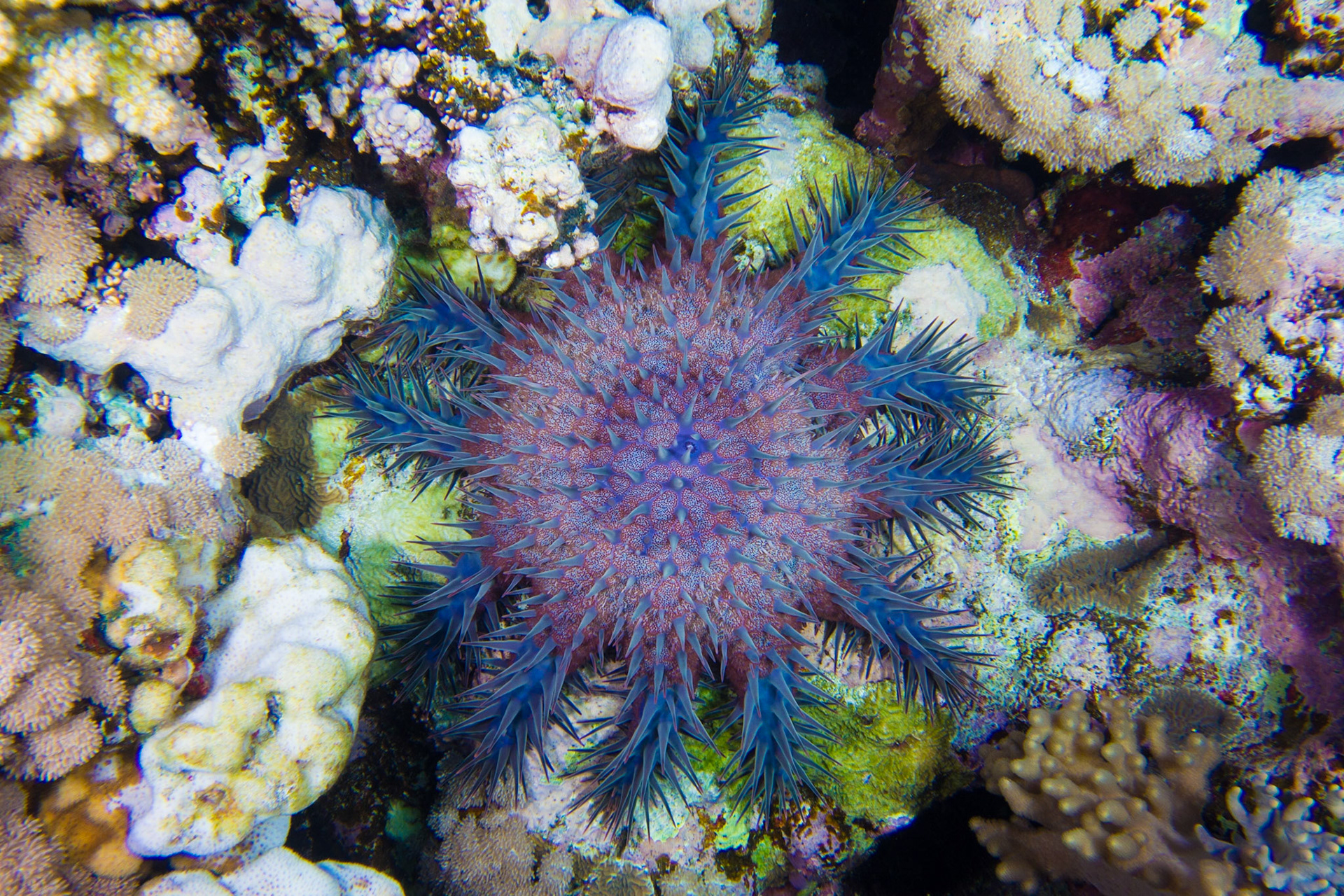 Crown-of-Thorns Sea Star