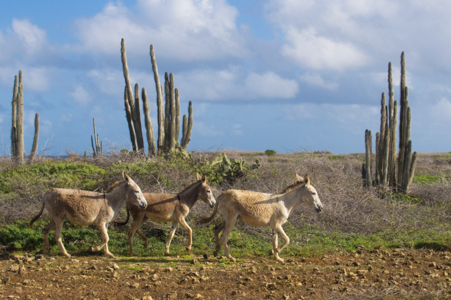 Donkey