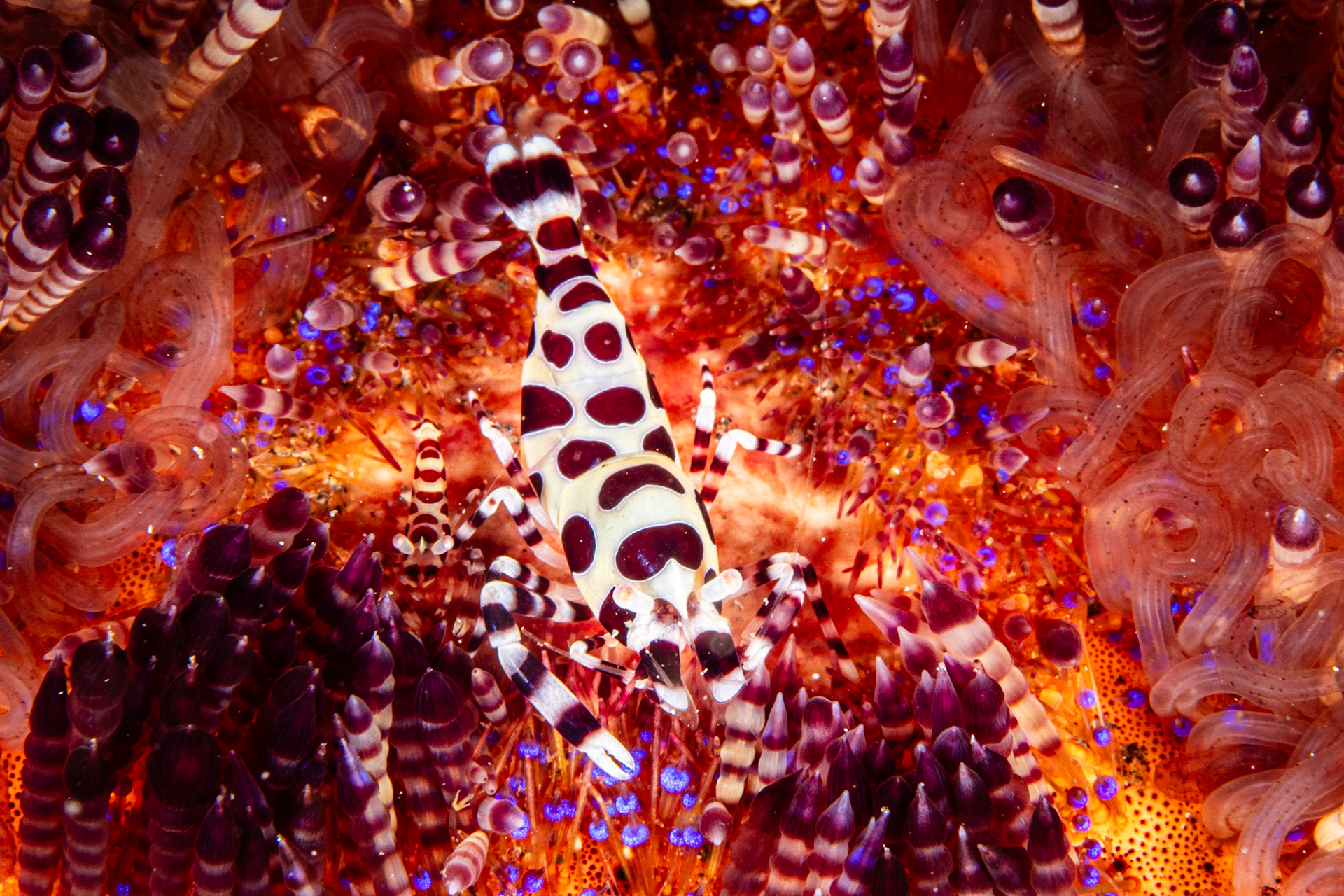 Coleman Shrimp and Variable Fire Urchin