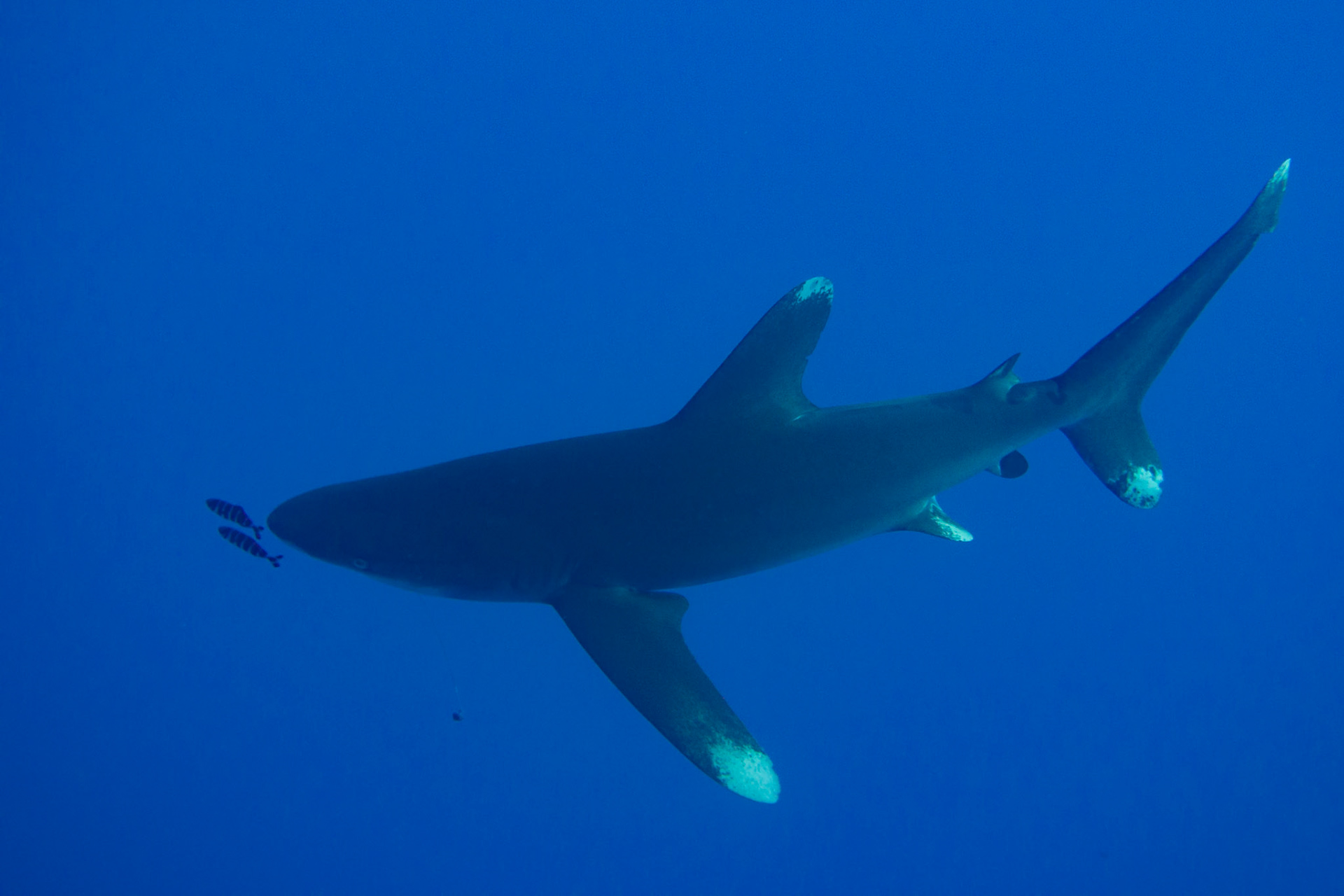 Pilot Fish and Longimanus