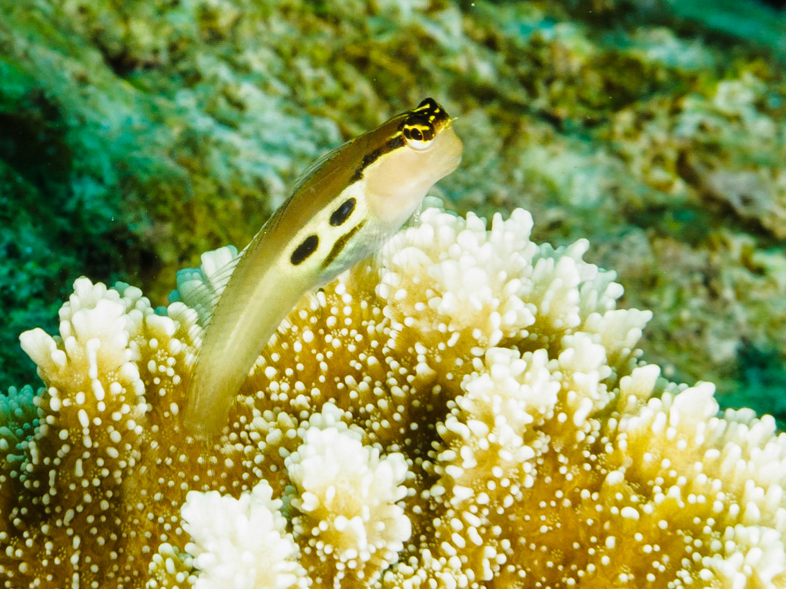 Twinspot Blenny