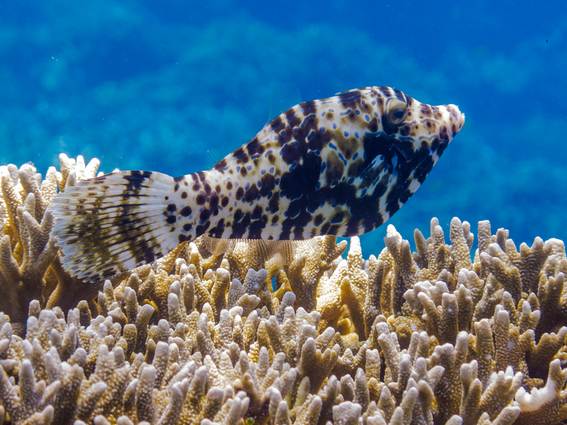 Scrawled Filefish