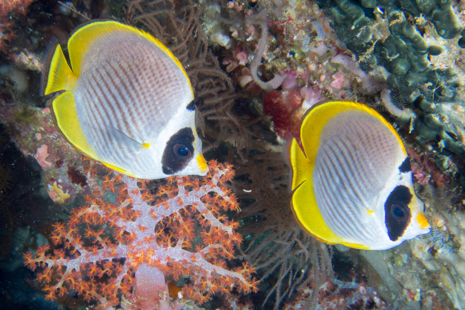 Panda Butterflyfish