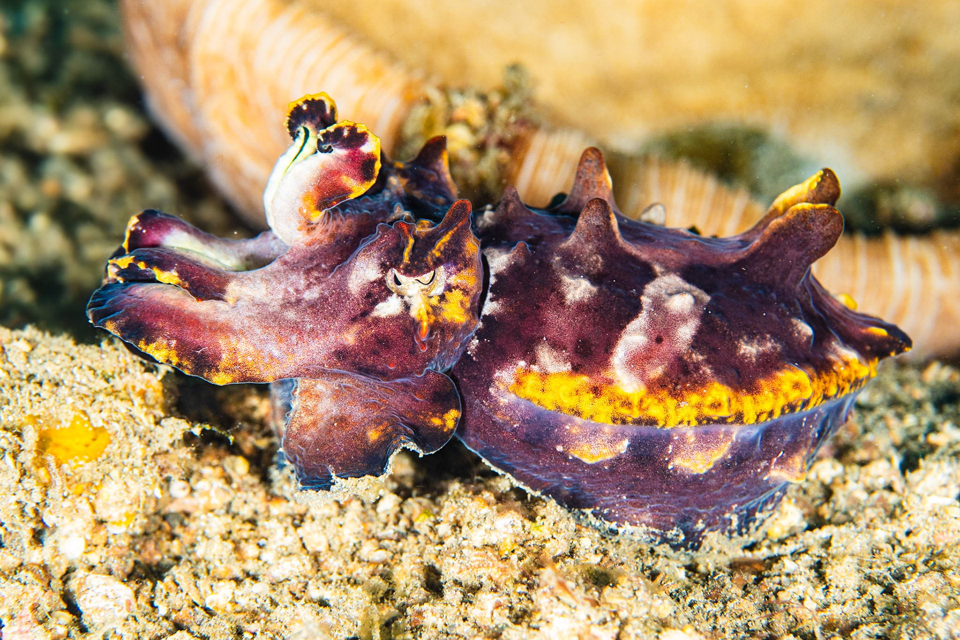 Flamboyant Cuttlefish