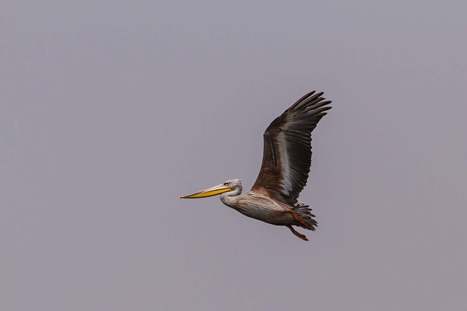 Pink-backed Pelican