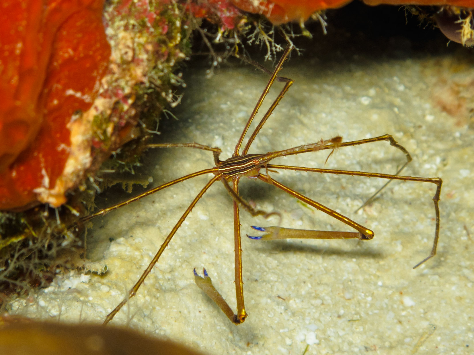 Yellowline Arrow Crab