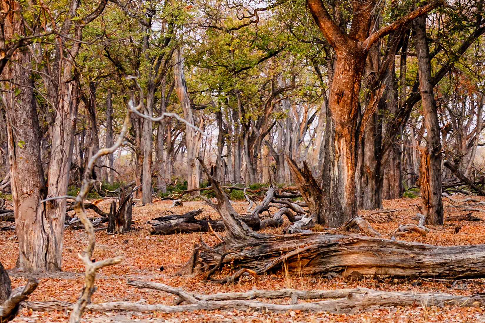 Mopane forest