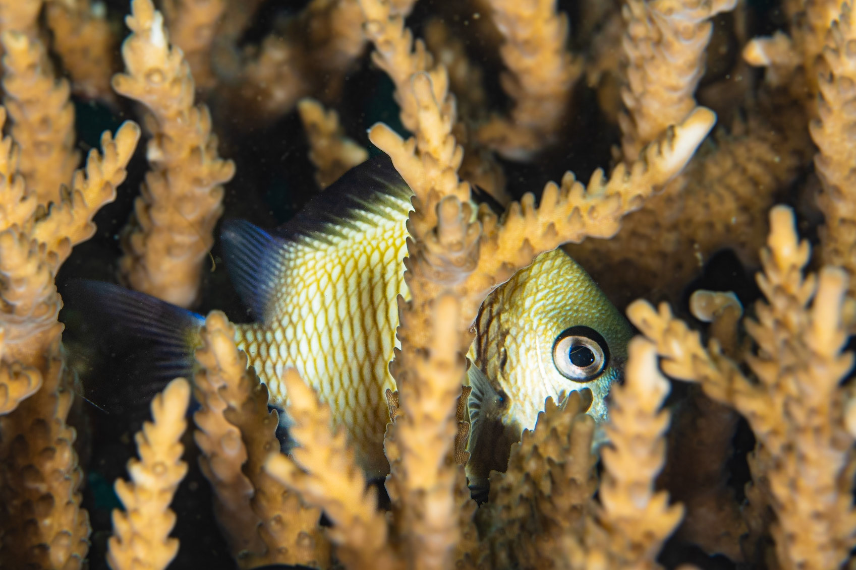 Reticulated Dascyllus