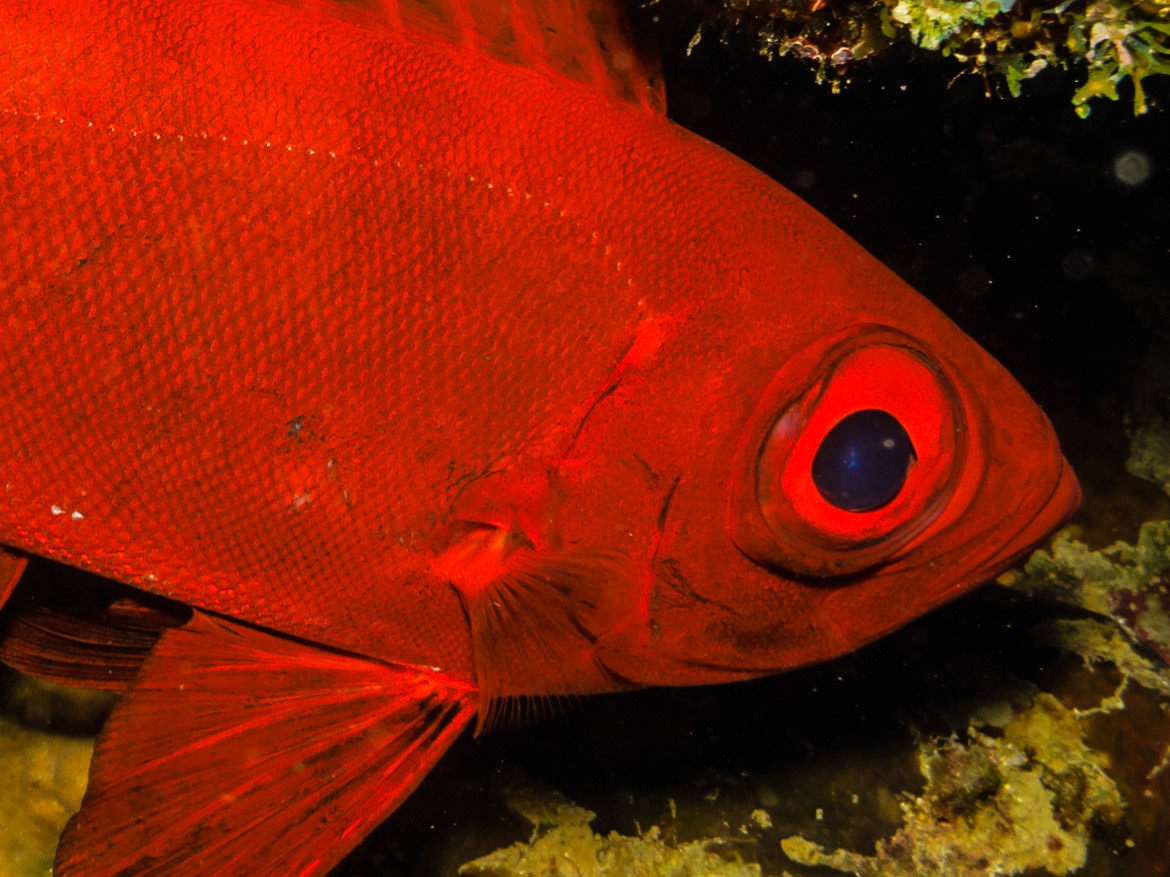 Crescent-tail Bigeye