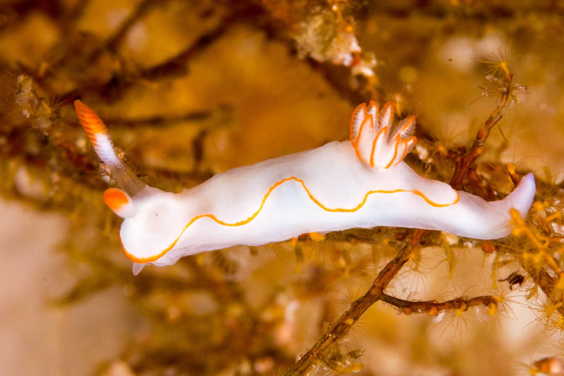 Thorunna furtiva