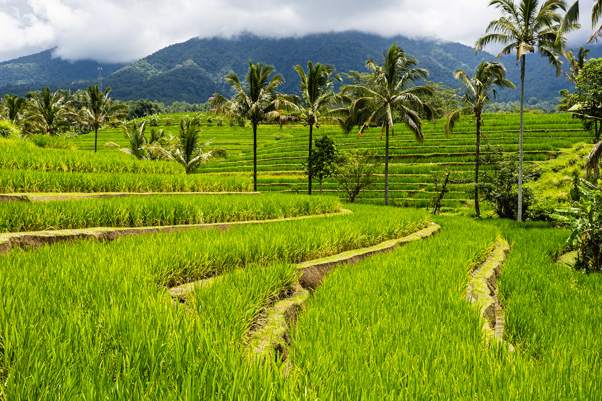 Jatiluwih rice terraces