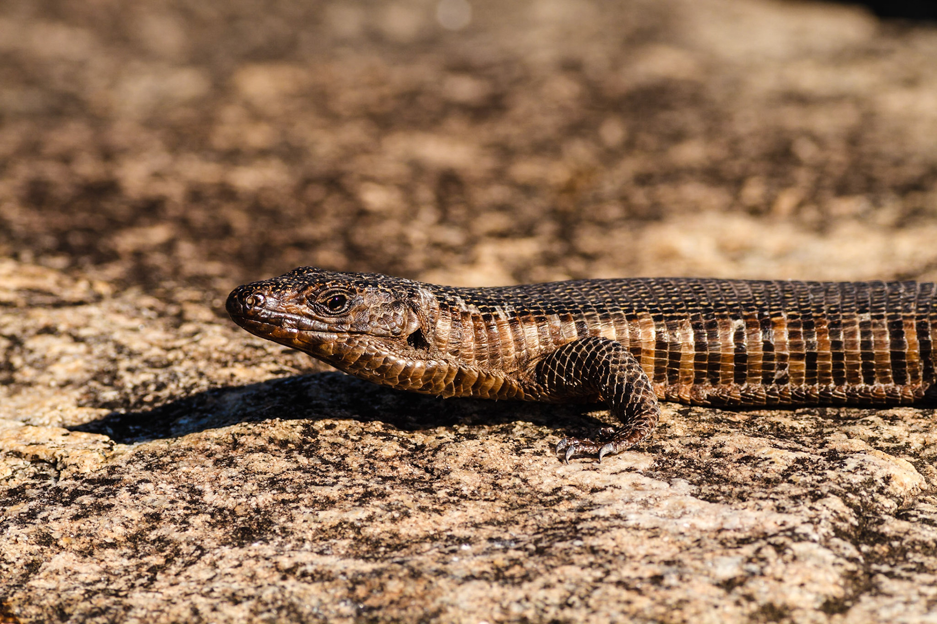 Giant Plated Lizard