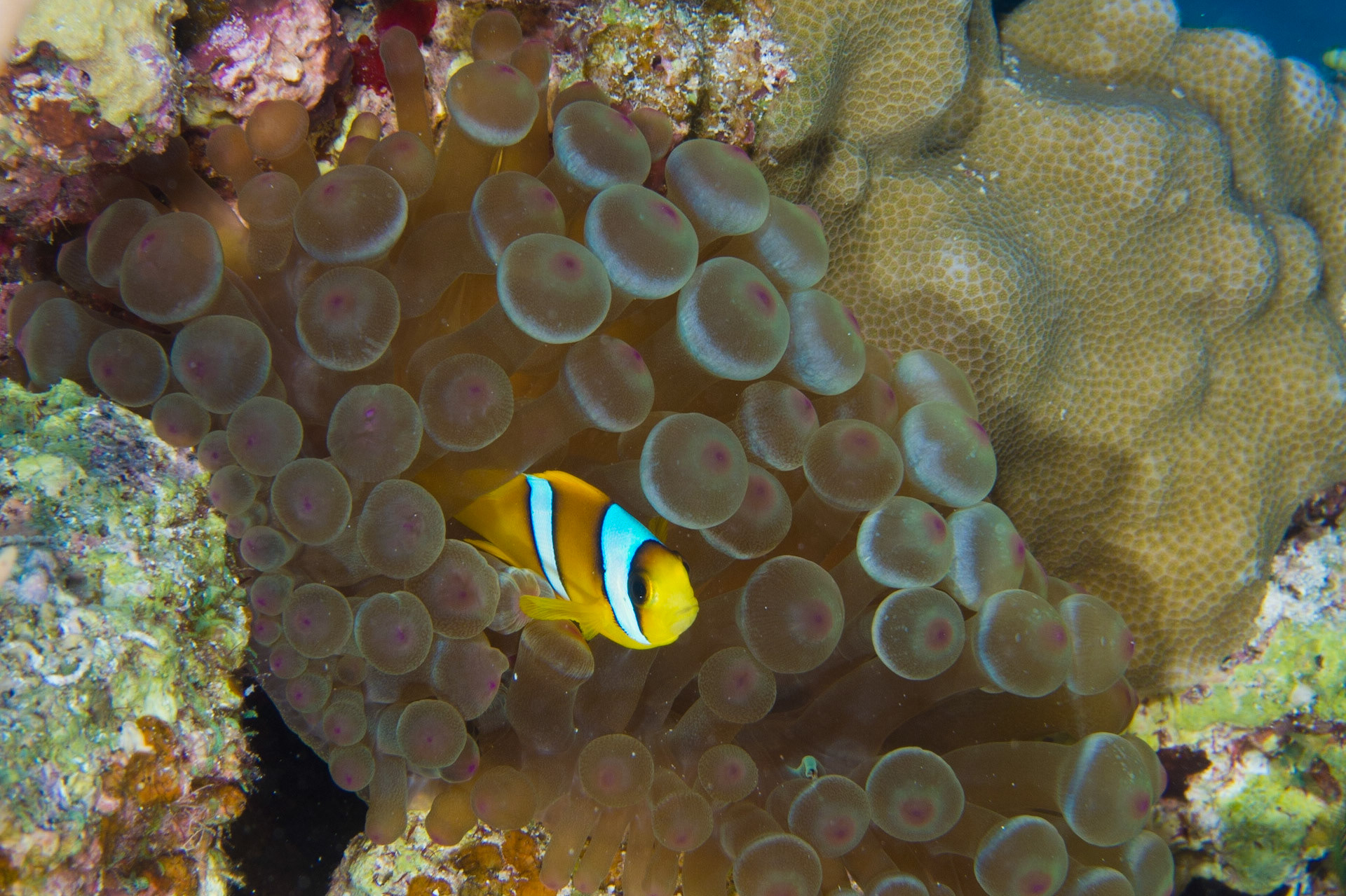 Red Sea Anemonefish and Bubble Anemone