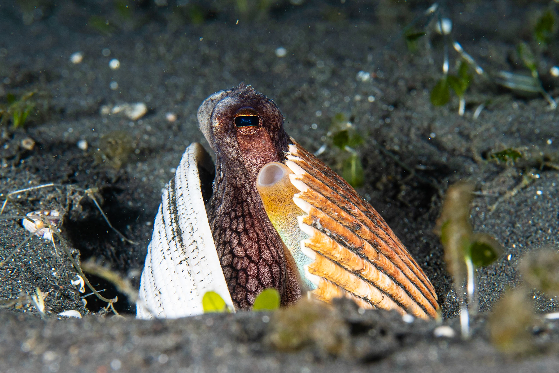 Coconut Octopus
