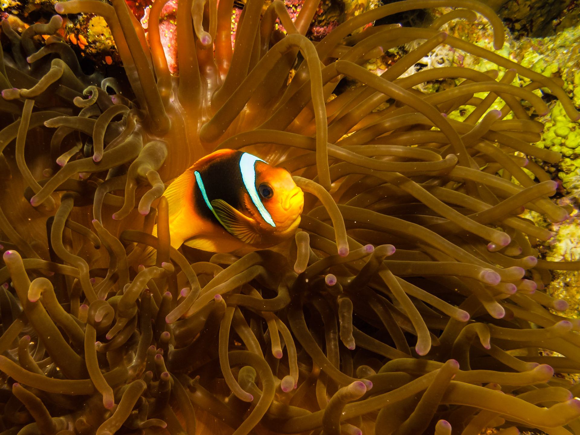 Red Sea Anemonefish