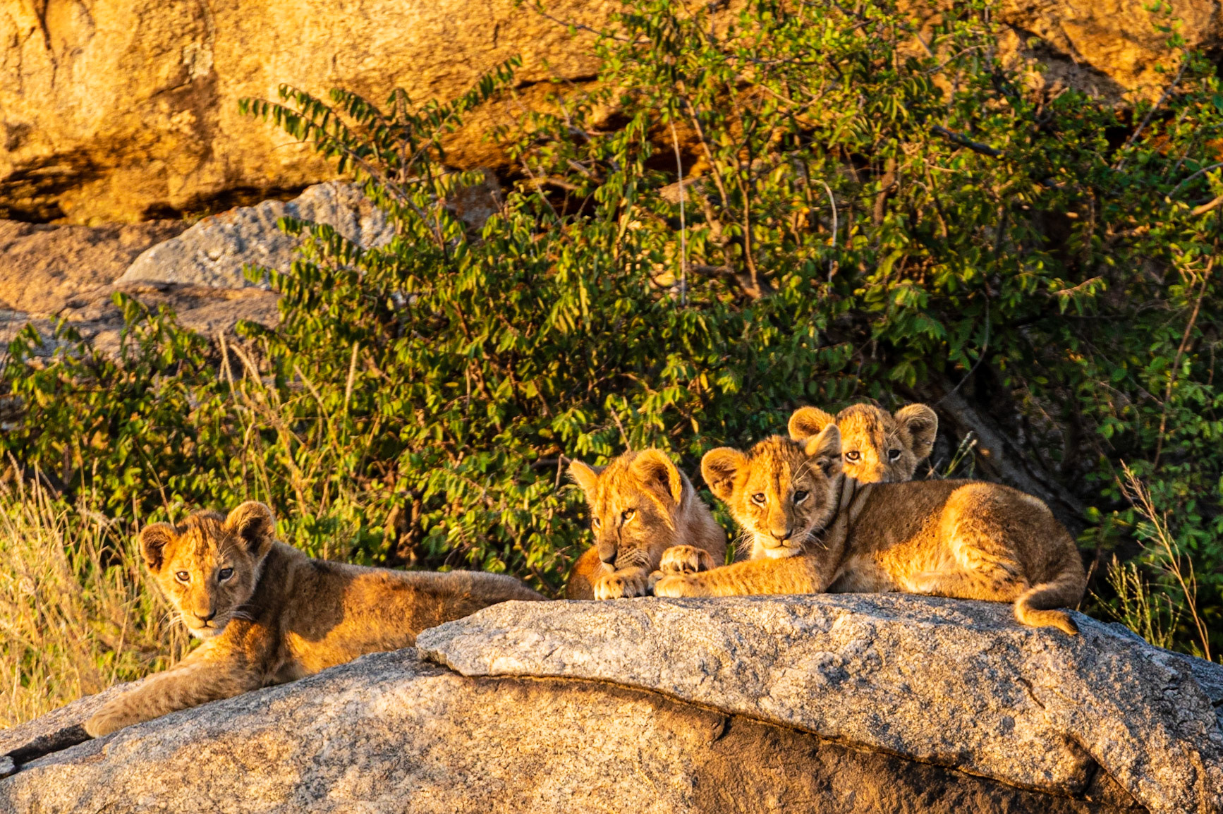 Four lion cubs on a rock outcropping in Serengeti NP