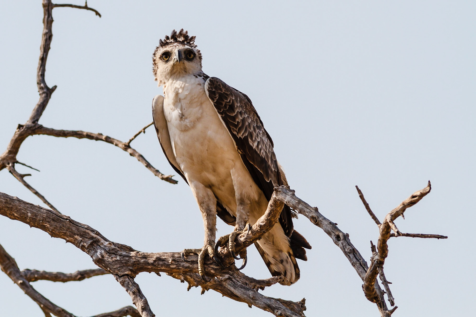 Martial Eagle