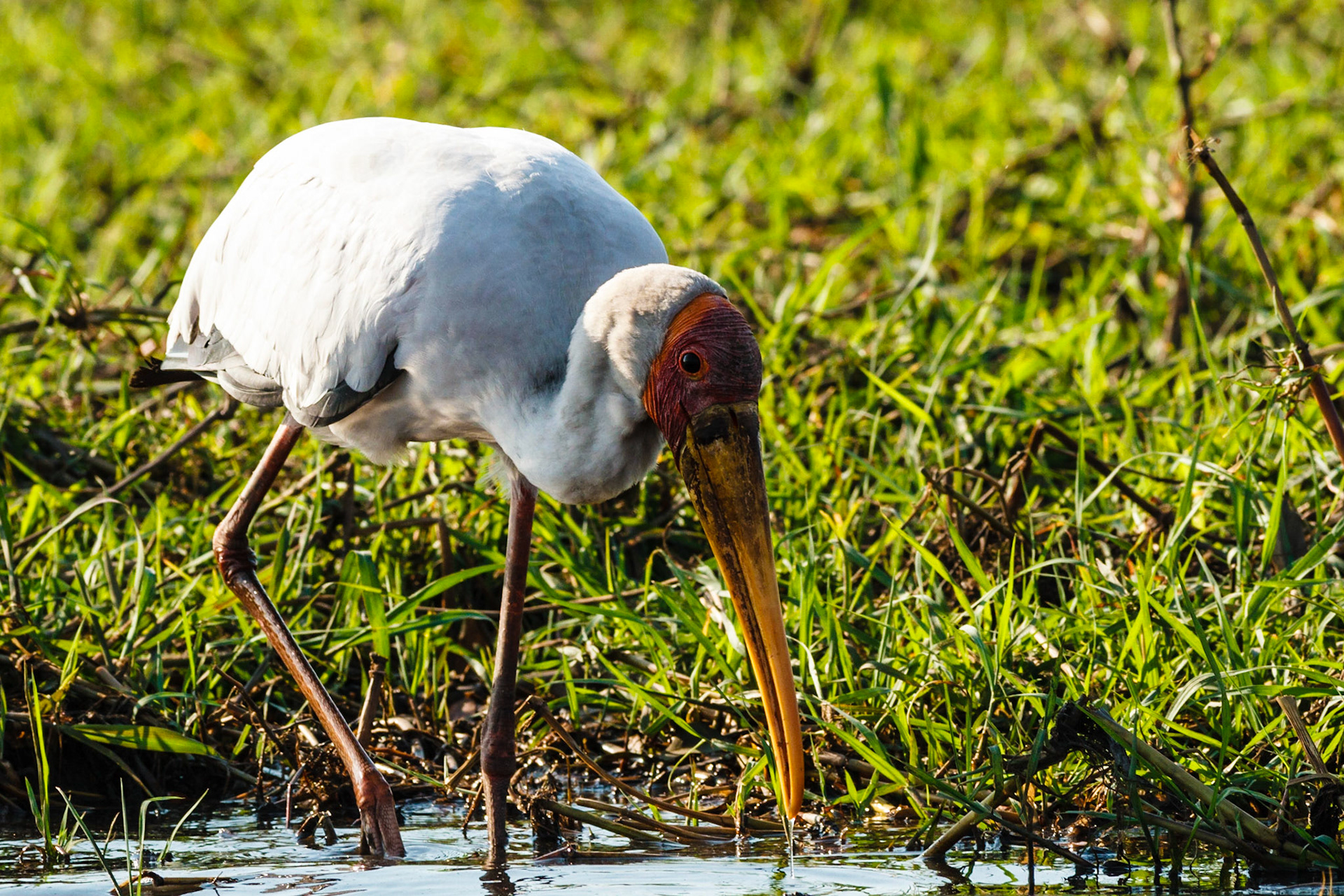 Yellow-billed Stork