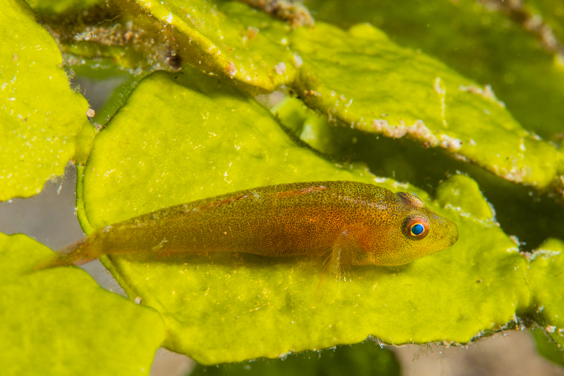 Common Ghostgoby