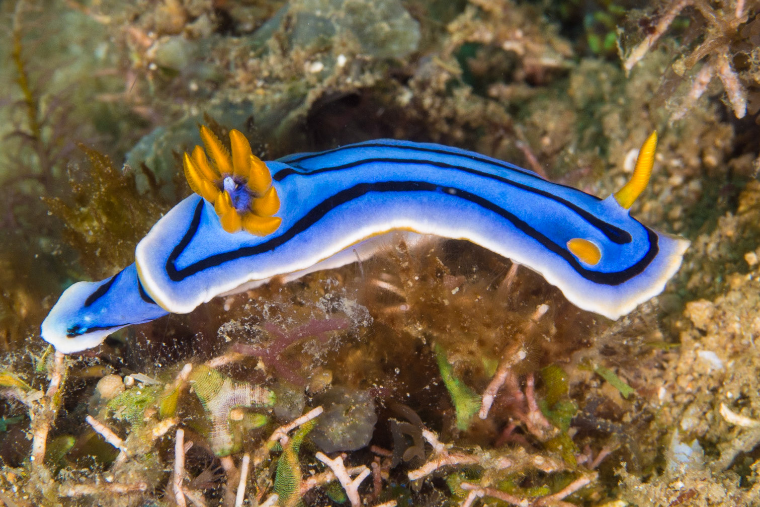 Chromodoris elisabethina